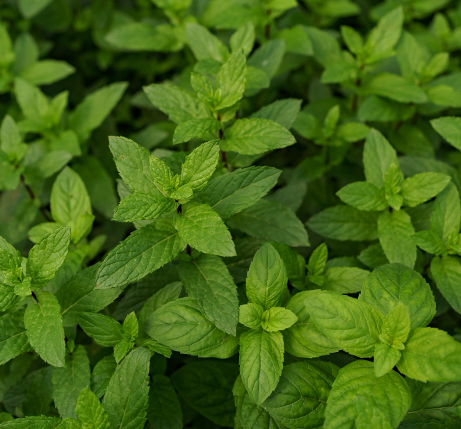 Mint Nicotine Pouches